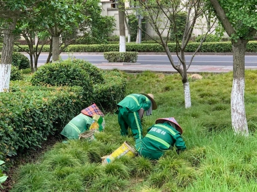 打造绿色家园的实用指南，绿化生活小妙招分享