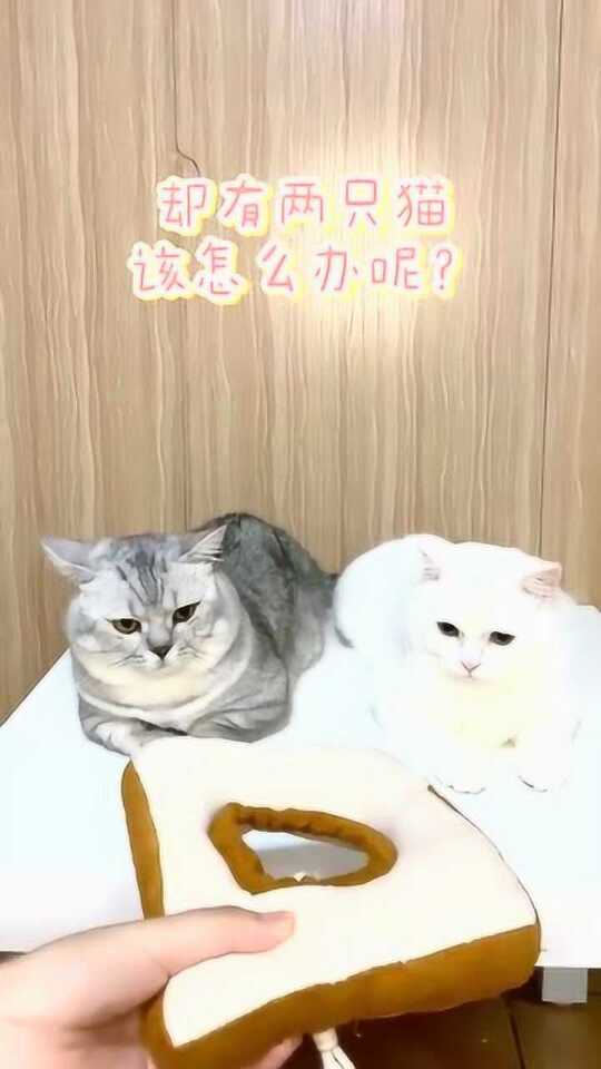 猫姨的日常智慧，生活小妙招与趣味分享